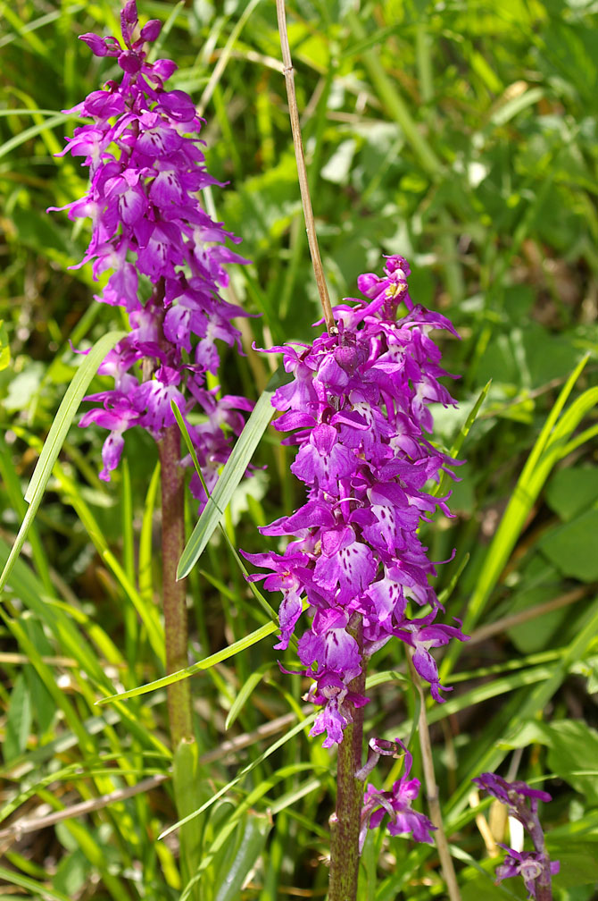 Orchis mascula